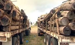 Detidas cinco pessoas e apreendidos três camiões com madeira ilegal