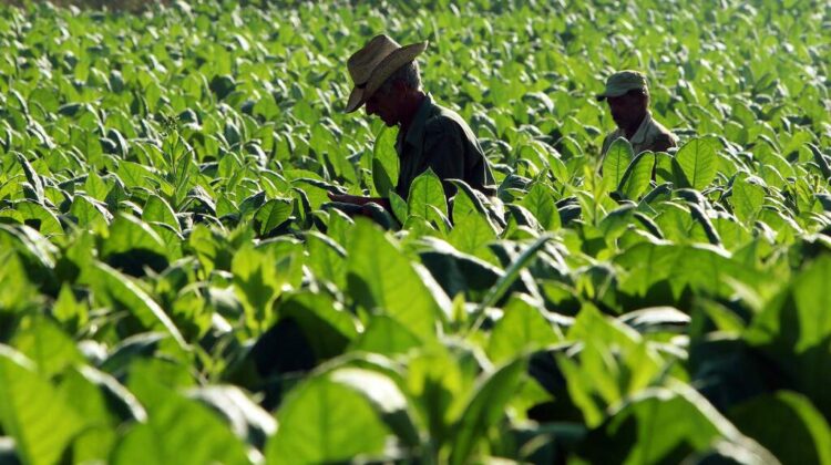 O Projeto de Lei do Tabaco em Moçambique Desperta Receios Sobre Empregos e Comércio Ilícito