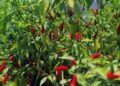 Agricultores promovem cultivo de piripíri em Sofala