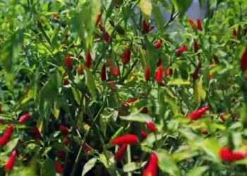 Agricultores promovem cultivo de piripíri em Sofala