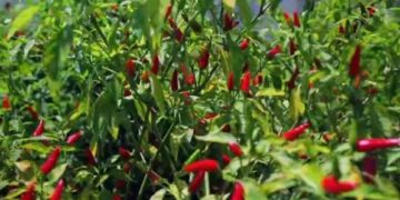 Agricultores promovem cultivo de piripíri em Sofala